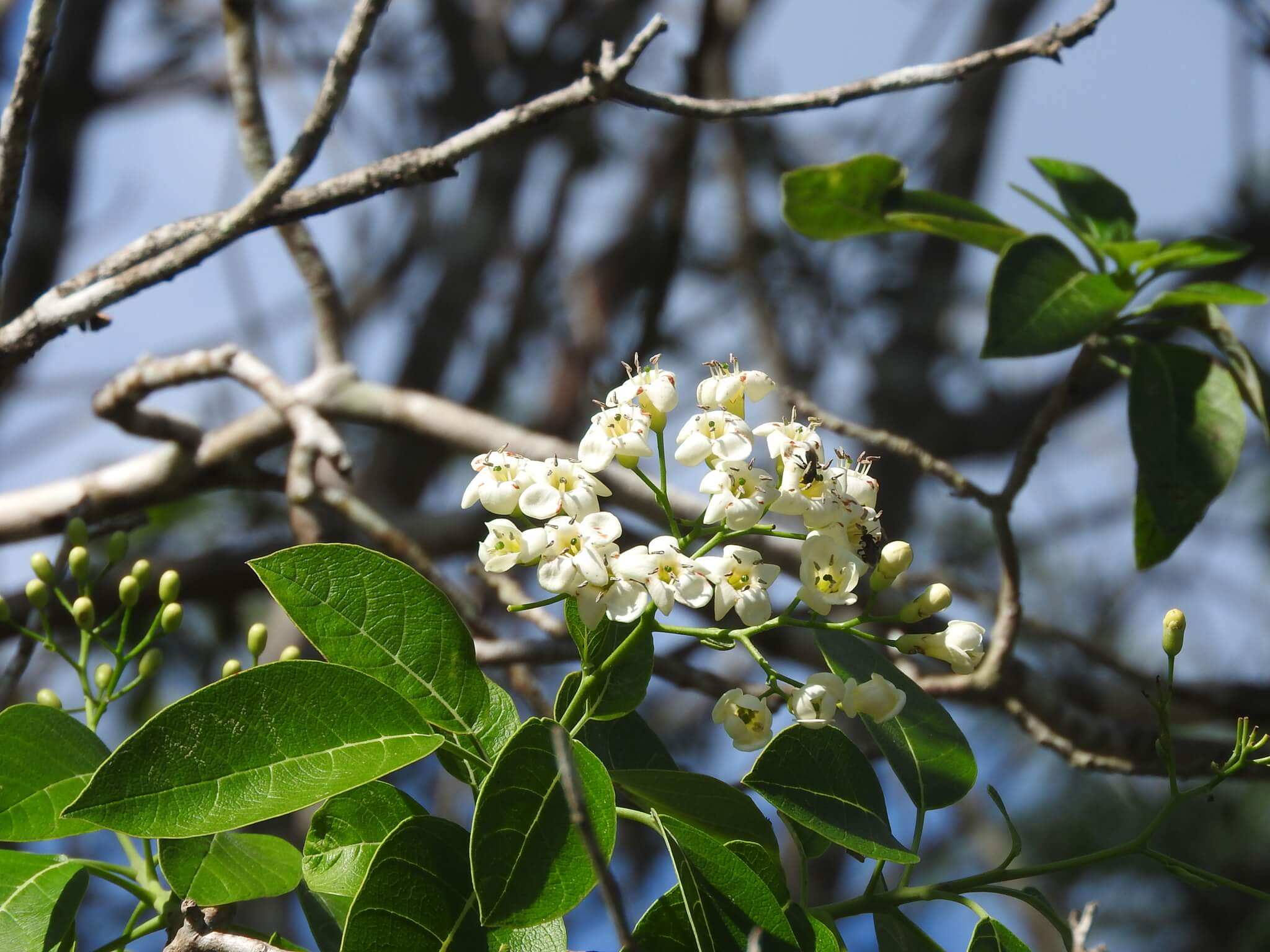 Bourreria pulchra
